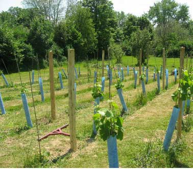 Vineyard after 3 months growth