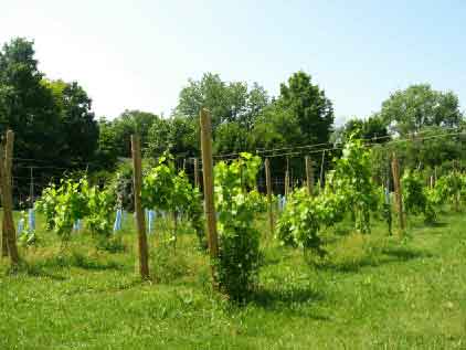 2009 Mid summer's growth