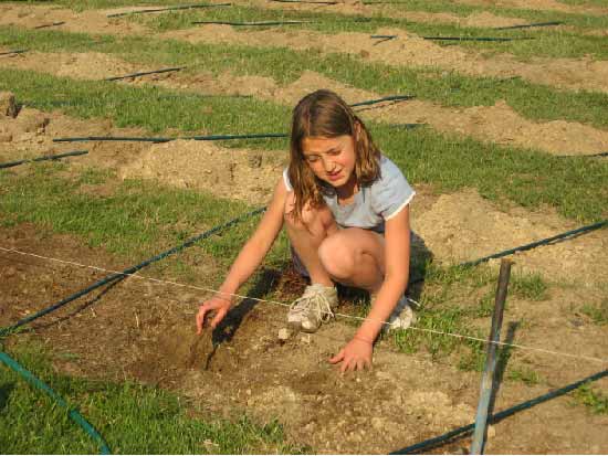 Vines being planted